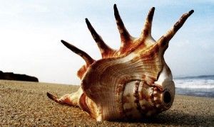 Caracola en la playa